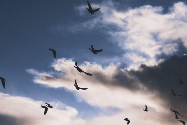 How to Migrate On-Premise Servers to AWS Bird silhouettes soaring through a dramatic cloudy sky, capturing freedom and nature's beauty.