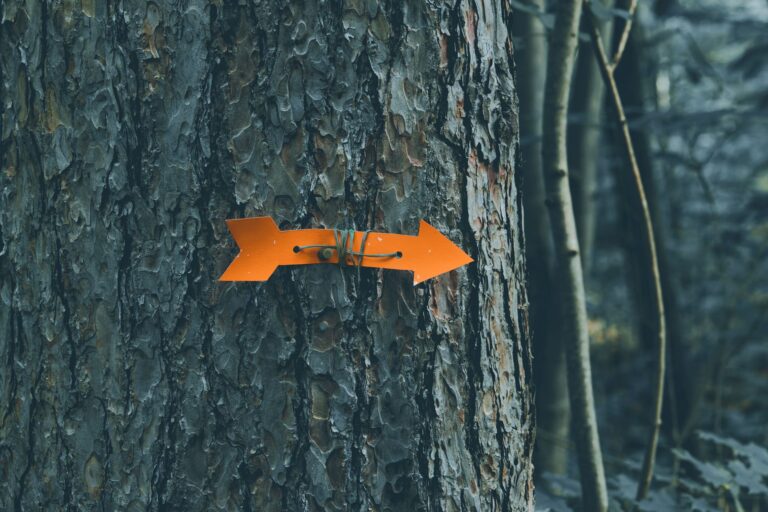 GitOps Explained: A Practical Guide for Sysadmins A vibrant orange arrow on a tree indicates direction in the forest.