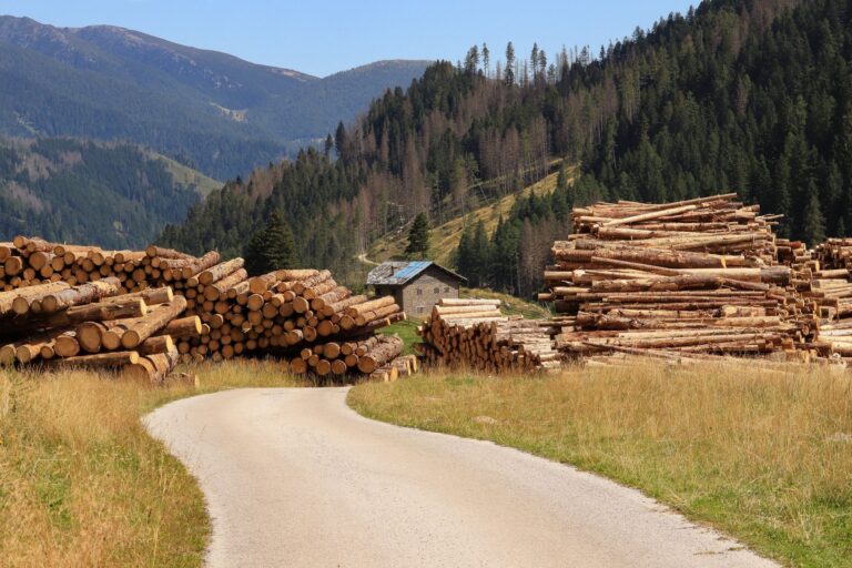 Best Log Management Tools for IT Teams Scenic view of a rural logging site with stacked timber in a mountainous forest landscape.